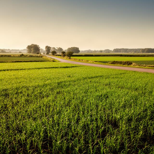 Groene akkers met jonge gewassen langs een landelijke weg bij 's-Heerenberg in Gelderland